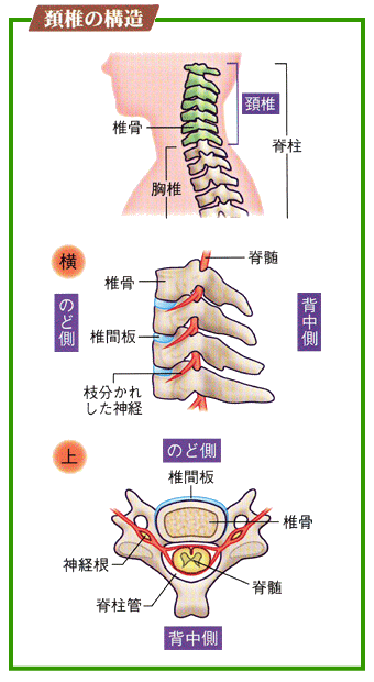 首と頚椎の構造