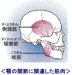 顎の関節に関連した筋肉